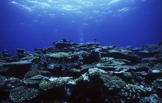 珊瑚礁潜水探秘视频，秘：揭开海底神秘世界的面纱