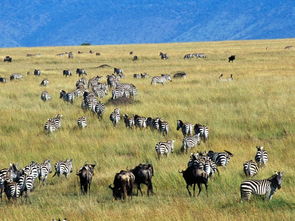 非洲大草原动物迁徙 英语，迁徙：一场生命的壮美之旅