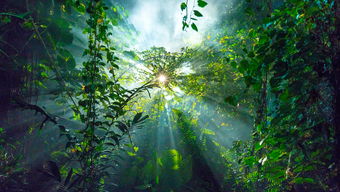 亚马逊雨林：地球的绿色心脏，却暗藏无尽恐怖！