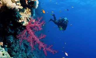 探秘海底奇观：珊瑚礁潜水的魅力与神秘