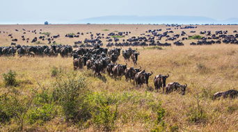 非洲大草原动物迁徙时间